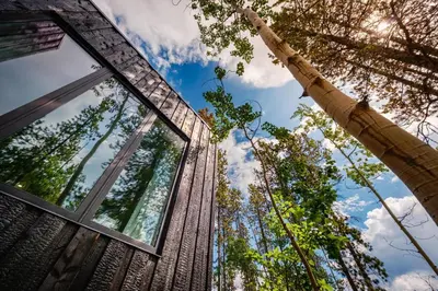 a house in the woods looking up at the sky at Black Spruce - Yellow Door in Whitehorse