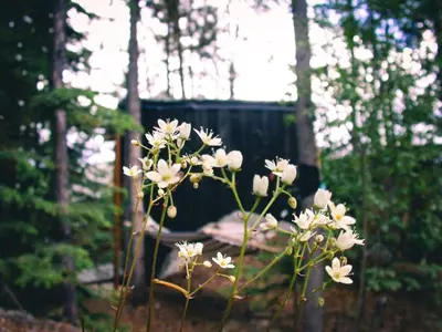 a bunch of white flowers in front of a bench at Black Spruce - Yellow Door in Whitehorse