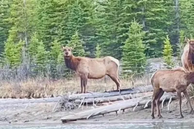 a group of animals standing on the side of a road at Unit #204 Cozy Mountain View 2BR in Canmore Downtown in Canmore