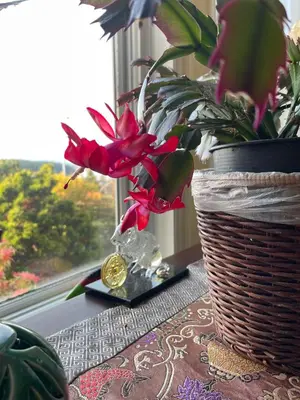 a potted plant sitting on a table next to a window at Panoramic Ocean View in Nanaimo