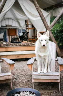 a white dog sitting on a chair in a tent at Smith Lake Farm in Merville