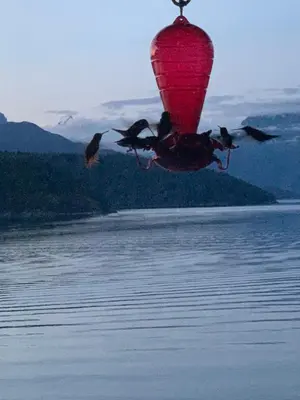 a group of birds flying over a body of water at Earls Cove Orca View in Egmont