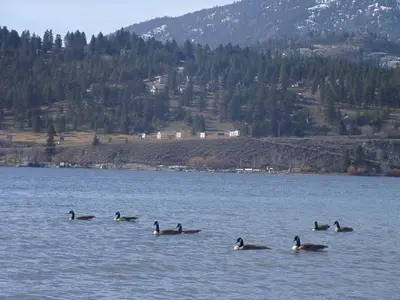 a group of ducks swimming in a lake at Beds By the Bridge in Kelowna