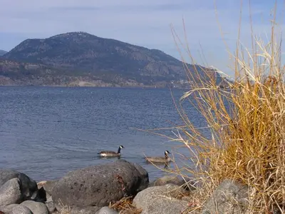 two ducks swimming on the rocks in the water at Beds By the Bridge in Kelowna