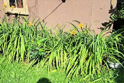 a group of plants in front of a building at 4 Seasons Lakeview Cottage w/ Private Boating Dock in Westerose