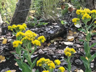 a bunch of yellow flowers on the ground at Rolling Hills Country Resort Bed and Breakfast in Three Hills
