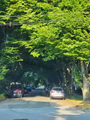 a tree lined street with cars parked on the road at Moonlight Suite in Vancouver