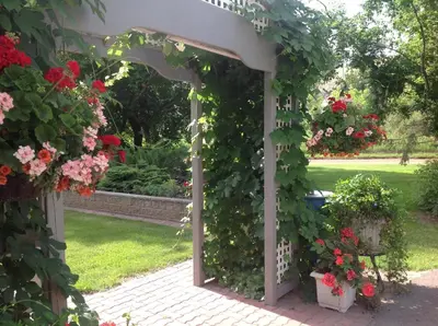 a pergola covered in flowers in a garden at McDougall Lane Bed & Breakfast in Drumheller