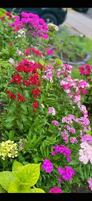 a garden filled with pink and purple flowers at Derbyshire House in Coquitlam