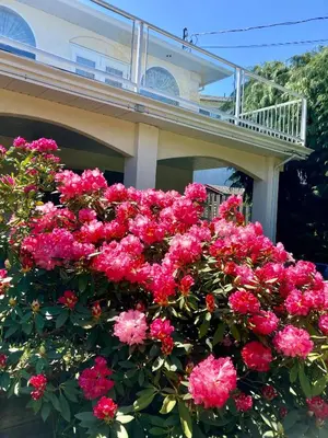 a bunch of pink flowers in front of a house at Red Robe B&B in Nanaimo