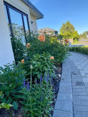 a garden with orange flowers next to a house at Home sweet home in Richmond