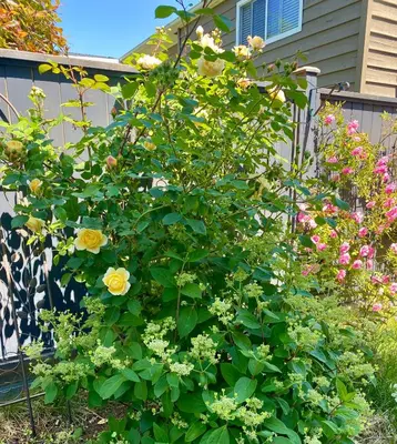 a bush of flowers in front of a house at Home sweet home in Richmond