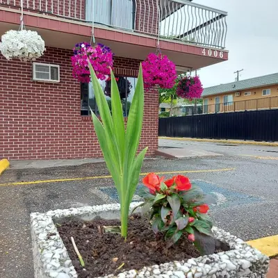a planter with flowers in front of a building at Canadas Best Value Inn & Suites-Vernon in Vernon
