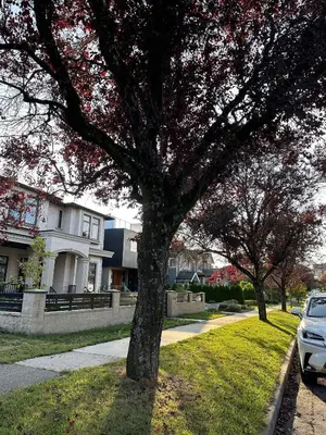 a tree in the grass in front of a house at 2BR 1.5BA Full Kitchen Private Guest House - Free Parking - Central Location in Vancouver