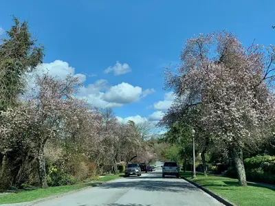 a street with cars driving down a tree lined road at 3Beds 2BA Cherry Blossom Suite - Free Parking - Central Oakridge Neighbourhood in Vancouver