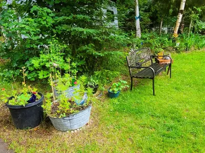 a garden with a bench and some plants in buckets at Woodcrest Bed and Breakfast in Clearwater