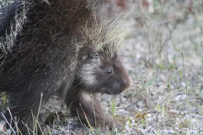 a porcupine is standing in the grass at Double G Service in Muncho Lake