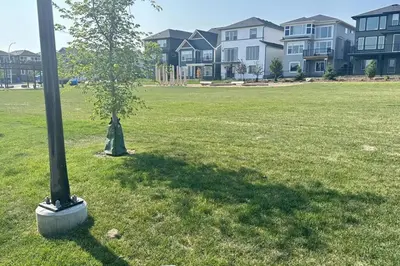 a tree in a field next to a light pole at The Cozy Nest in Calgary