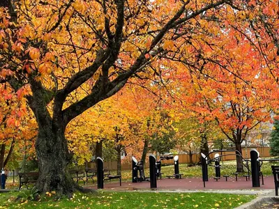 a tree in a park with orange and yellow leaves at Friendly and cozy home with separate entrance No Pets Allowed in Burnaby