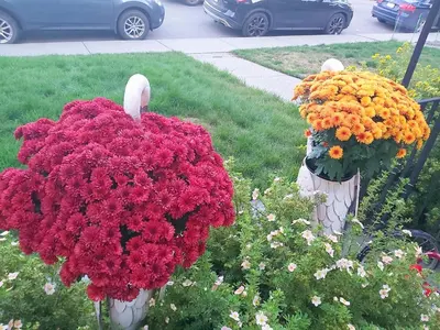 two vases filled with flowers in the grass at Lovely comfy home private bath in central Calgary in Calgary