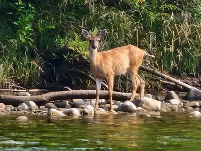 a deer standing on rocks in the water at Campbell River Lodge in Campbell River