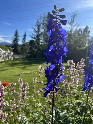 a bunch of blue flowers in a field at Whitehorse Home on the River in Whitehorse