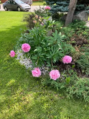 a flower garden with pink flowers in the grass at Whitehorse Wonder in Whitehorse