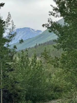 a forest of trees with mountains in the background at Cabins Over Crag Lake in Carcross