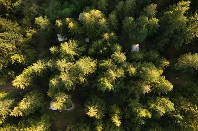 an overhead view of a forest of trees at Stay Wilder Sunshine Coast in Sechelt