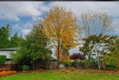 a yard with a tree with yellow leaves at Sabrina's Home in Delta