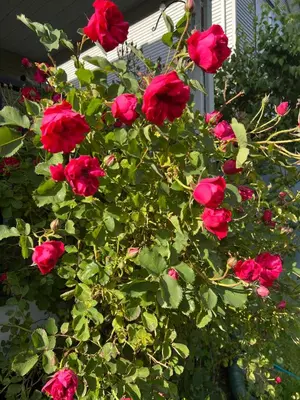 a bush of red roses in front of a house at Private basement suite in Langley