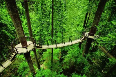 a suspension bridge in the middle of a forest at Westview Vacation Rental - Two BR House in North Vancouver