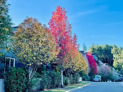 a group of trees with colorful leaves on a street at Guest room with private bath in Langford in Victoria