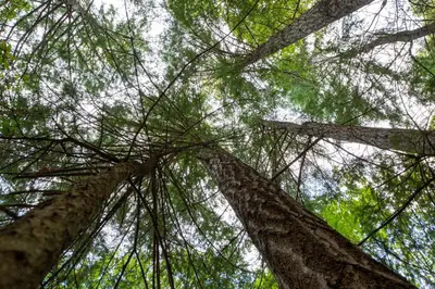 two tall trees looking up into the sky at Sungate on Salt Spring - Luxurious Suite with Cedar Hot Tub & View in Salt Spring Island