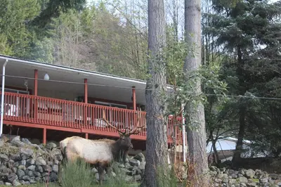 a deer standing in front of a red bridge at Cottonwood#2 in Youbou