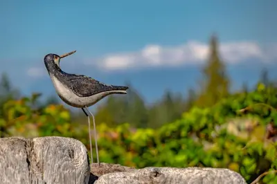 a bird sitting on top of a wooden post at The Nest in Lantzville