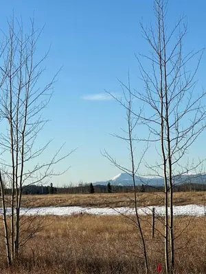a field with trees and snow in a field at Dry Log Cabin with Mountain Views in Upper Laberge
