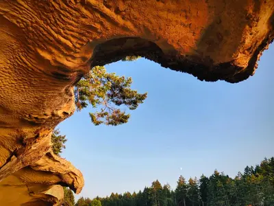 a close up of the bark of a tree at Gabriola Island B&B By The Sea in Gabriola