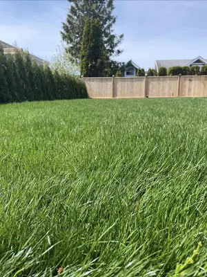 a field of tall green grass with a fence at Home In Vancouver in Richmond