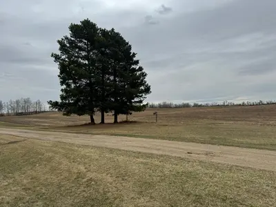 a tree in a field next to a dirt road at Farmhouse in Alberta in Duffield