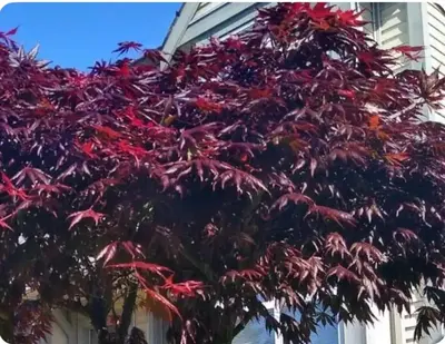 a tree with red leaves in front of a house at Marine Drive Station Entire House in Vancouver