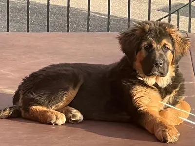 a brown and black dog laying on the ground at beard's creek bed and breakfast in Parson