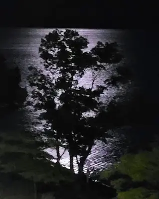 a tree in front of the water at night at PeachView Deluxe Suites 301 in Peachland