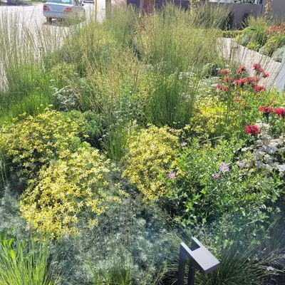 a garden with yellow flowers and grass at PeachView Deluxe Suites 301 in Peachland