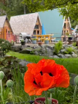 a red poppy in front of a house at Gracies Grotto Cabin in Powell River