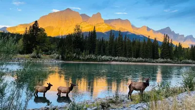three animals standing in the water with mountains in the background at #202 Cozy Mountain View 2 bedrooms in DT in Canmore