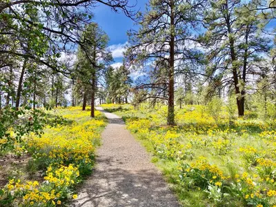 a path through a field of yellow flowers at Kelowfornia Lakeview Retreat in Kelowna