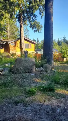 a bear sitting on a rock next to a tree at Haven Touchstone in Roberts Creek