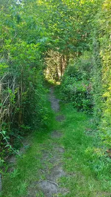 a dirt trail through a field of grass and trees at Haven Touchstone in Roberts Creek