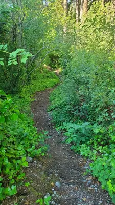 a dirt trail in the middle of a forest at Haven Touchstone in Roberts Creek